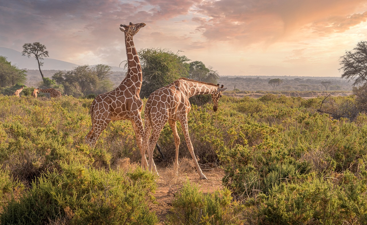 Luxury Safari Destinations 